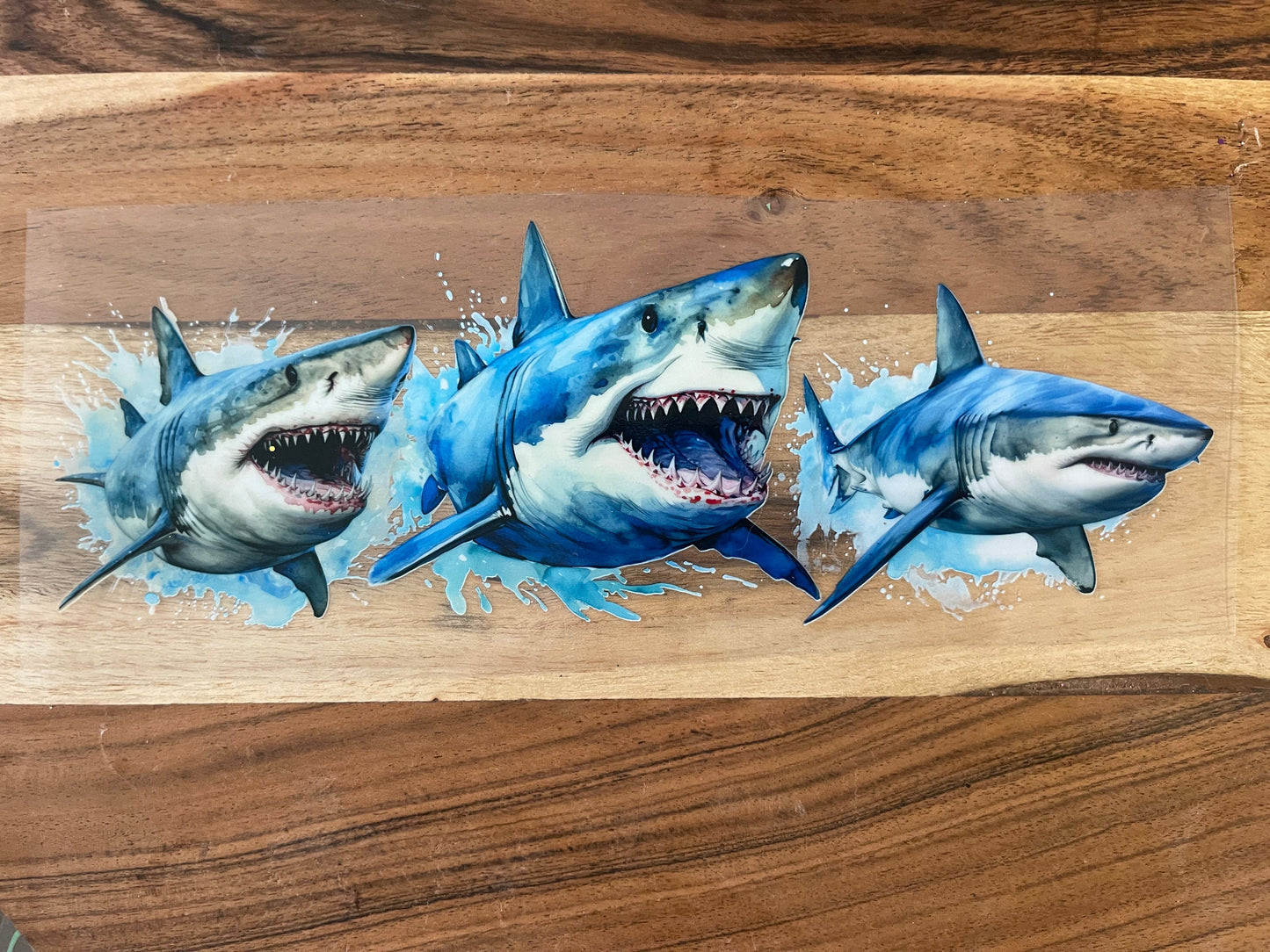 Ocean Animals